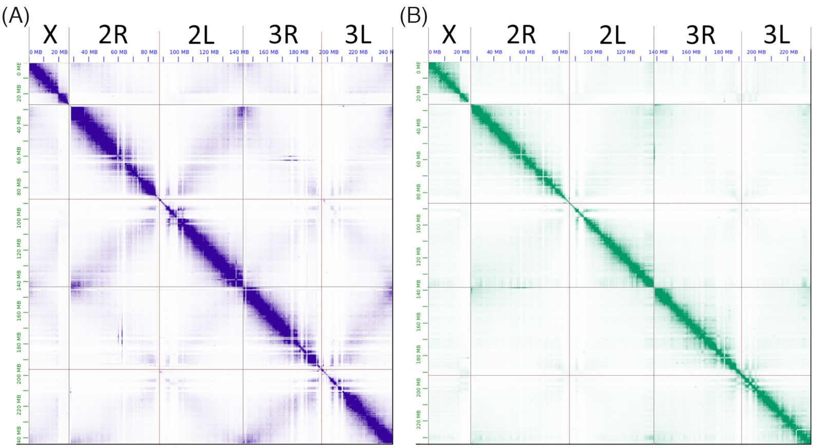 The Hi-C contact heat maps obtained after manual correction of genome assemblies. A, A. coluzzii AcolMOP1. B, A. arabiensis AaraD3. From left to right in each heat map, chromosome X, chromosome 2 (2R+2L),  chromosome 3 (3R+3L). The heat maps were produced by JBAT.