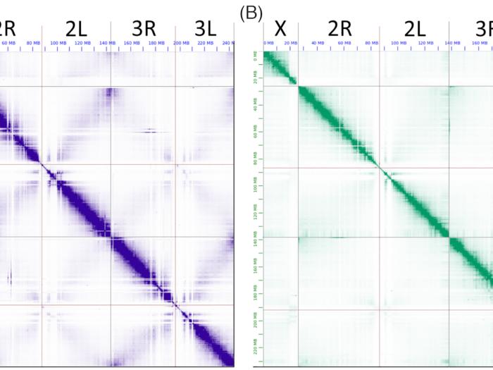 The Hi-C contact heat maps obtained after manual correction of genome assemblies. A, A. coluzzii AcolMOP1. B, A. arabiensis AaraD3. From left to right in each heat map, chromosome X, chromosome 2 (2R+2L), chromosome 3 (3R+3L). The heat maps were produced by JBAT.